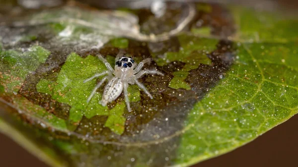 Aranha Saltadora Género Colonus — Fotografia de Stock