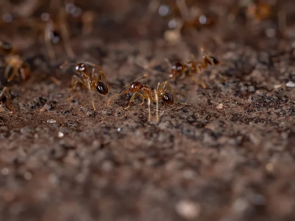 Big Headed Ants Genus Pheidole — Stock Photo, Image