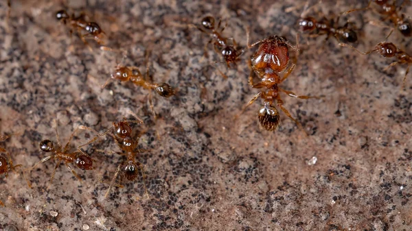 Big Headed Ants Genus Pheidole — Stock Photo, Image
