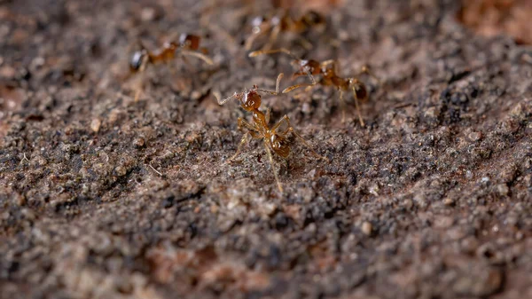 Big Headed Ants Genus Pheidole — Stock Photo, Image