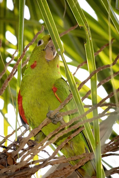 White Eyed Parakeet Species Psittacara Leucophthalmus — Stock Photo, Image