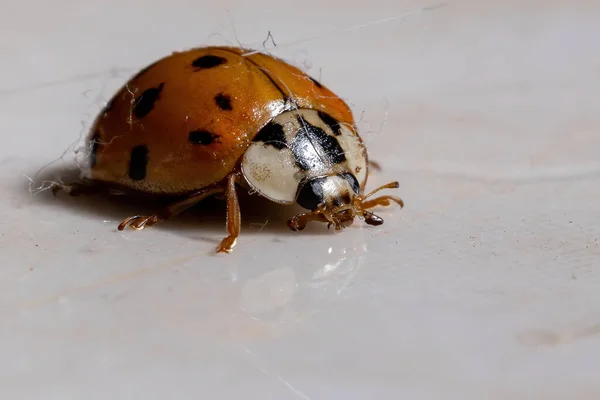 Escarabajo Asiático Especie Harmonia Axyridis — Foto de Stock