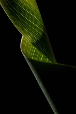 Makro görünümde dokusu olan yaprak