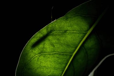 Suikastçı Böcek. Reduviidae ailesinden.