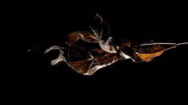 Makro görünümlü ve seçici odaklı kurumuş yaprak