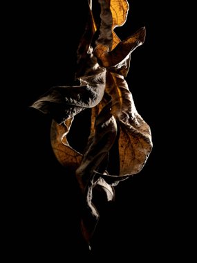 Makro görünümlü ve seçici odaklı kurumuş yaprak