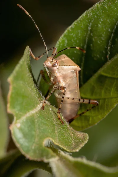 Листоногий Жук Рода Hypselonotus — стоковое фото