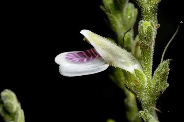 Fiore Una Rara Pianta Brasiliana Del Cerrado Della Specie Justicia — Foto Stock