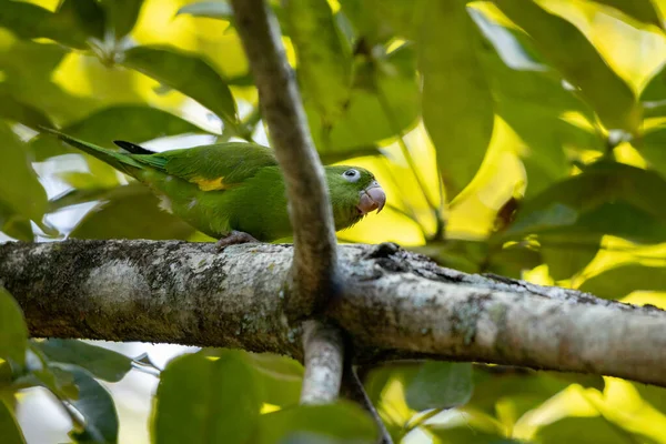 Brotogeris Chiriri Parakeet — 스톡 사진