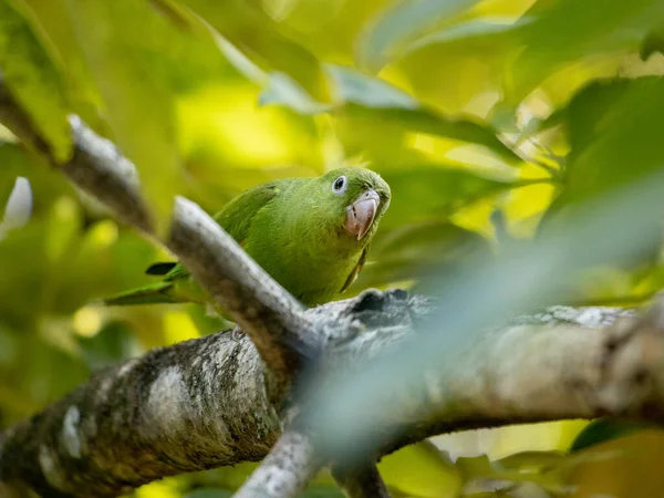 Brotogeris Chiriri Parakeet — 스톡 사진