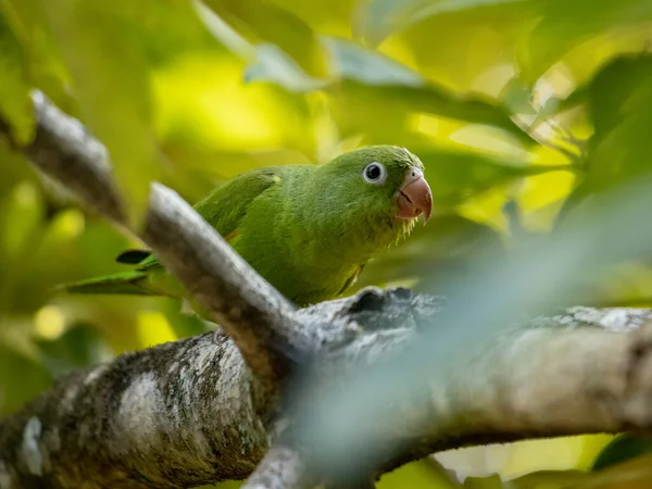 Brotogeris Chiriri Parakeet — 스톡 사진