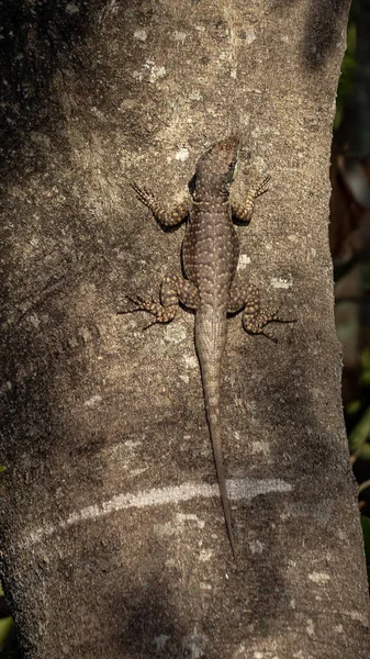 Brazilská Pozemní Ještěrka Rodu Tropidurus — Stock fotografie