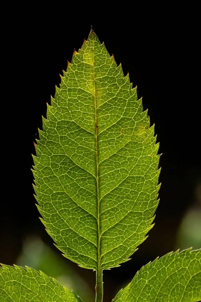 Genus Rosa Plant Green Leaf — Stock Photo, Image