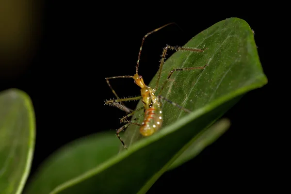 Assassin Bug Nimfa Rodziny Reduviidae — Zdjęcie stockowe