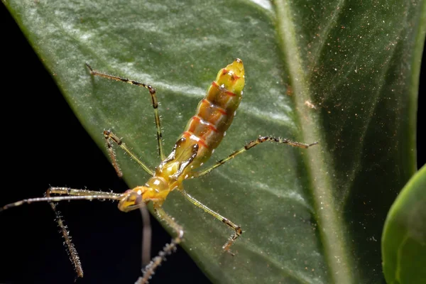 Suikastçı Böcek Reduviidae Ailesinden — Stok fotoğraf