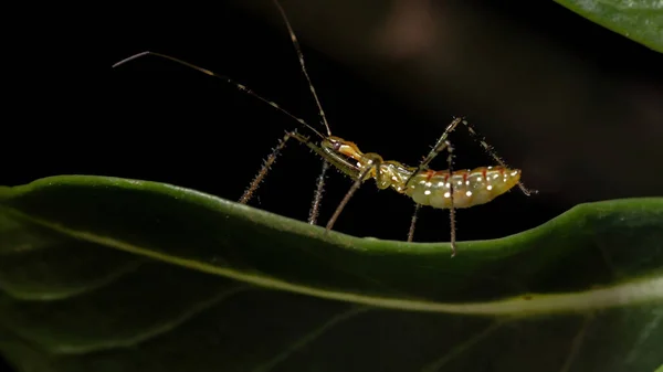 Assassin Bug Nymph Family Reduviidae — 스톡 사진