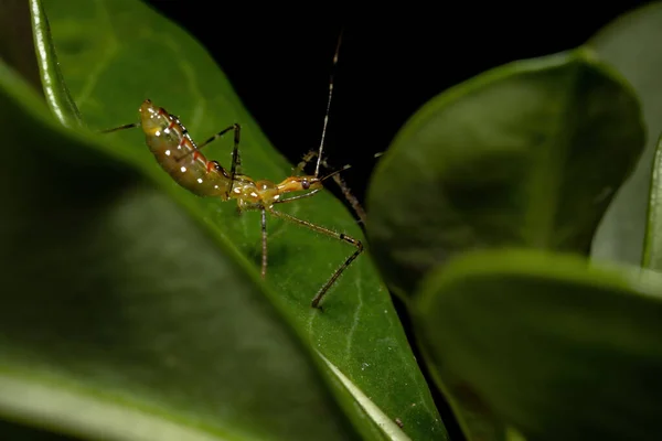 Assassin Bug Nymph Family Reduviidae — 스톡 사진