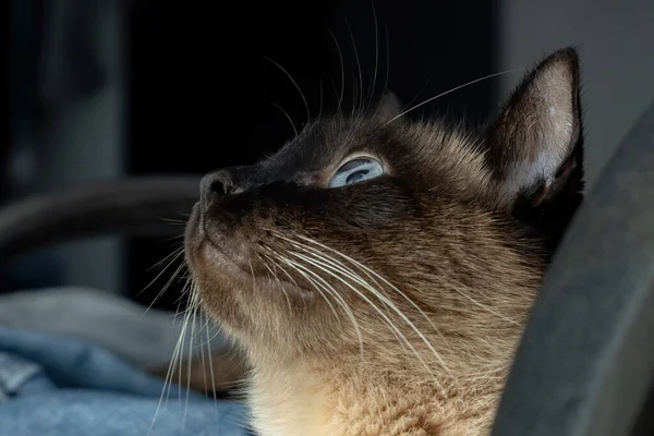 Tvář Siamské Kočky Detailním Záběru — Stock fotografie