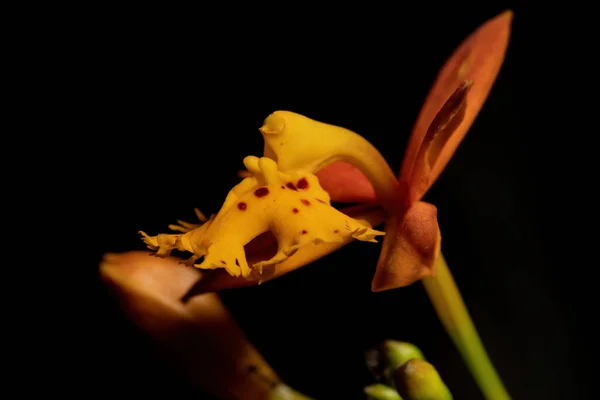 Flor Orquídea Amarilla Del Género Epidendrum —  Fotos de Stock