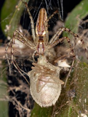 Peucetia cinsinden Lynx Spider