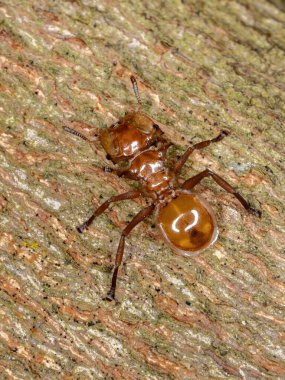 Tür Kaplumbağa Karınca Cephalotes clypeatus