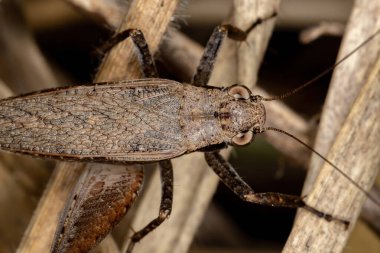 Eneoptera Cinsinin Gerçek Çekirgesi