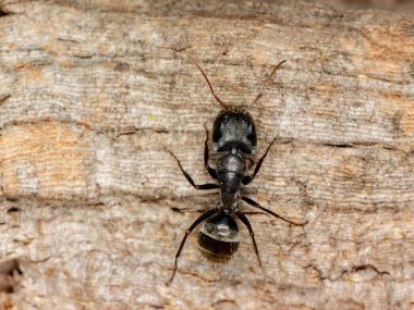 Camponotus cinsinden Marangoz Karınca