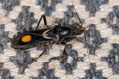 Rasahus cinsinden Corsair Böceği