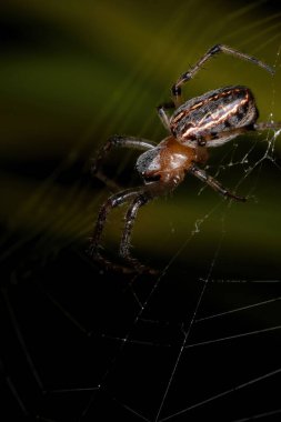 Alpaida veniliae türünün klasik Orbweaver 'ı.