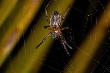 Alpaida veniliae türünün klasik Orbweaver 'ı.