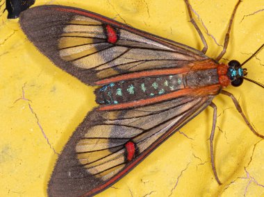 Tiger Moth of the species Cosmosoma teuthras clipart