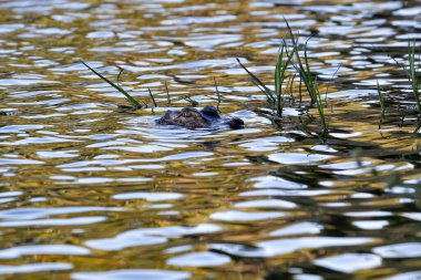 Cuvier 'in Cüce Caiman' ı Paleosuchus palpebrosus.