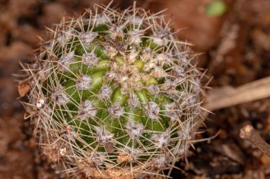 Dikenlerle dolu ekilmiş kaktüs.