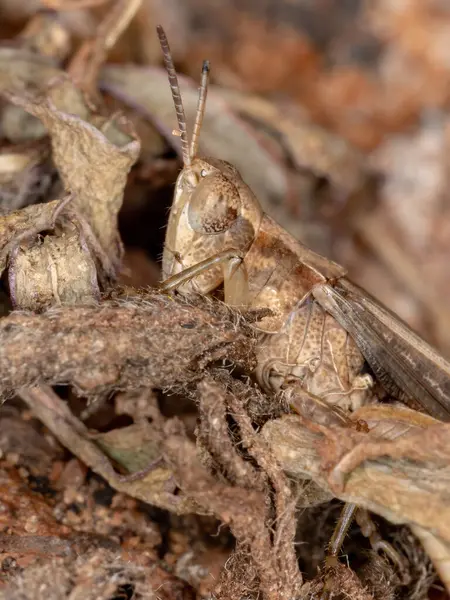 Short Horned Grasshopper Family Acrididae — Stock Photo, Image