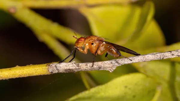 Муха Семейства Lauxaniidae — стоковое фото