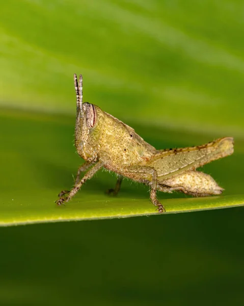 Grasshopper Chifres Curtos Família Acrididae — Fotografia de Stock
