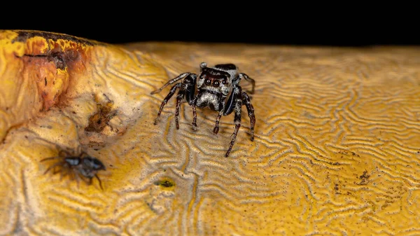 Aranha Salto Macho Gênero Metaphidippus — Fotografia de Stock