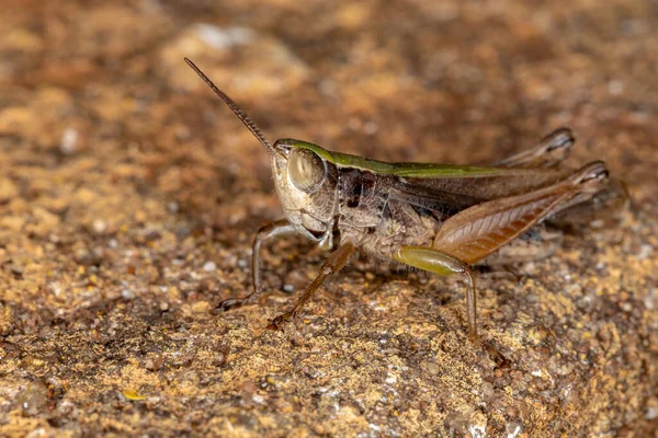 Коротконогий Кузнечик Семейства Acrididae — стоковое фото