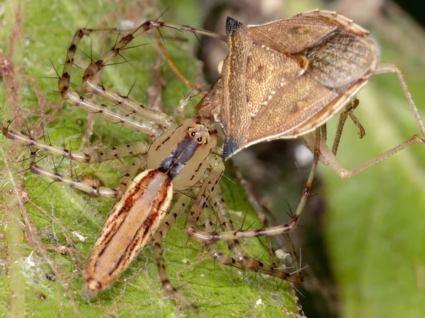 Genus Peucetia Lynx Spider — 스톡 사진