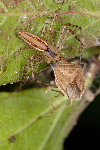 Genus Peucetia Lynx Spider — 스톡 사진