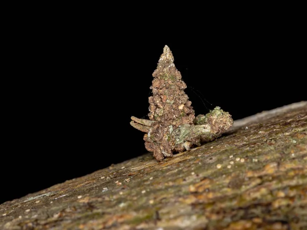 Bagworm Moth Family Psychidae — Fotografia de Stock