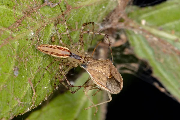 Genus Peucetia Lynx Spider — 스톡 사진