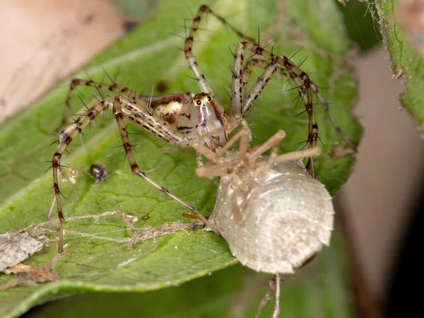 Peucetia Cinsinden Lynx Spider — Stok fotoğraf