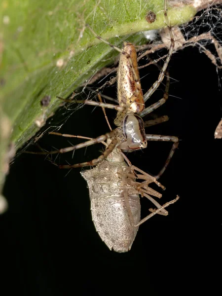 Genus Peucetia Lynx Spider — 스톡 사진