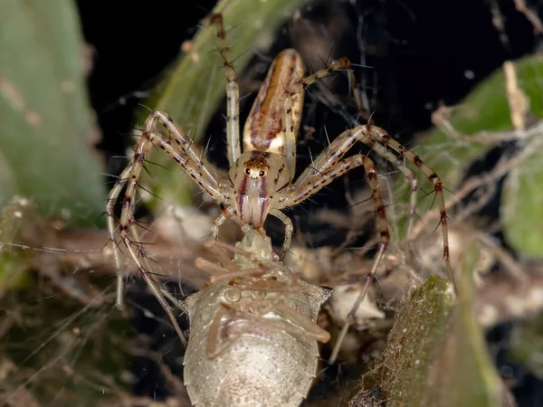 Lynx Spider Rodzaju Peucetia — Zdjęcie stockowe