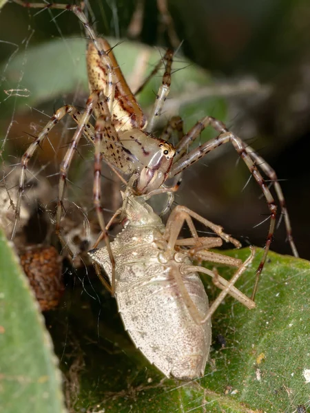 Luchsspinne Der Gattung Peucetia — Stockfoto