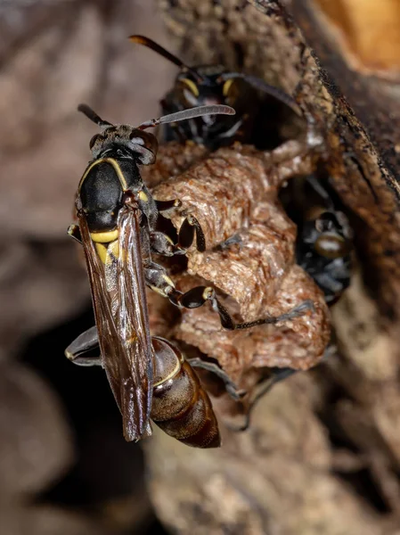 Honingwespen Met Lange Taille Van Soort Polybia Occidentalis — Stockfoto