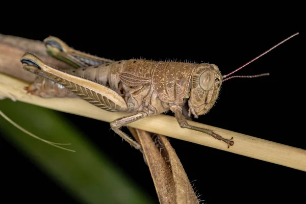 Spur Throted Grasshopper Subfamily Melanoplinae — 스톡 사진