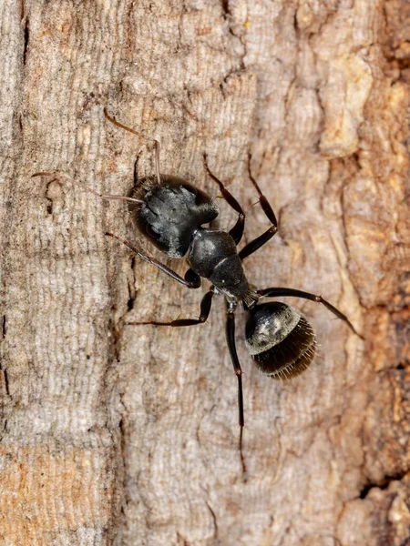 Camponotus Nemzetség Ácshangyája — Stock Fotó