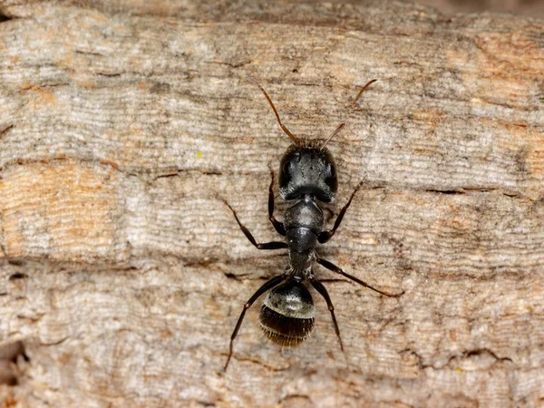 Camponotus Nemzetség Ácshangyája — Stock Fotó